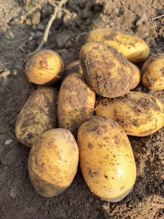 Ziemniaki jadalne Vineta, Lilly, Queen Anna, Red Sonia