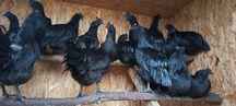 Sprzedam jajka lęgowe -Ayam Cemani - Czarna kura, czarne kości i mięso