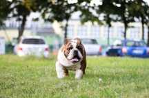 Buldog Angielski- piesek- ZKWP/FCI