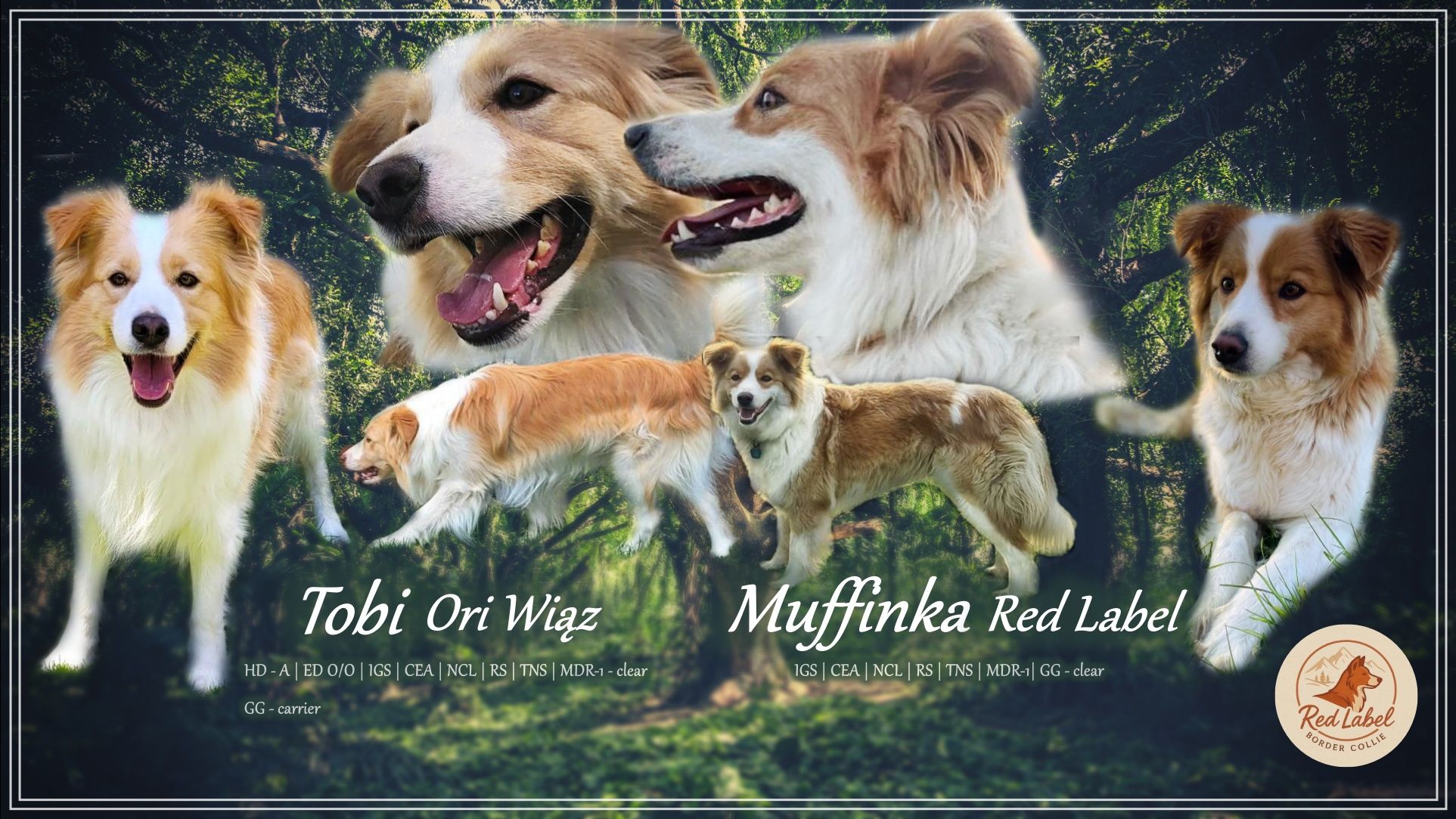Border collie piesek ee-red Andor