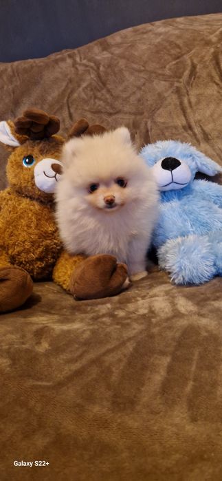 Szpic pomeranian chłopak