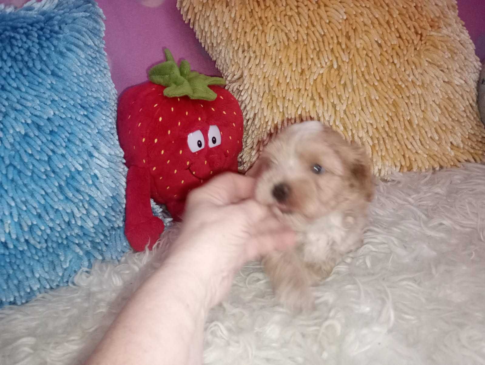 Maltipoo - piesek miniaturowy