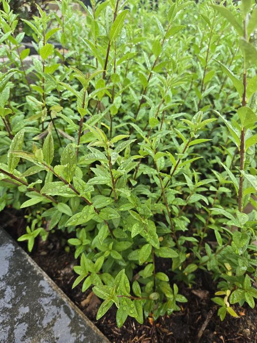 Ligustr zimozielony atrovirens 40cm