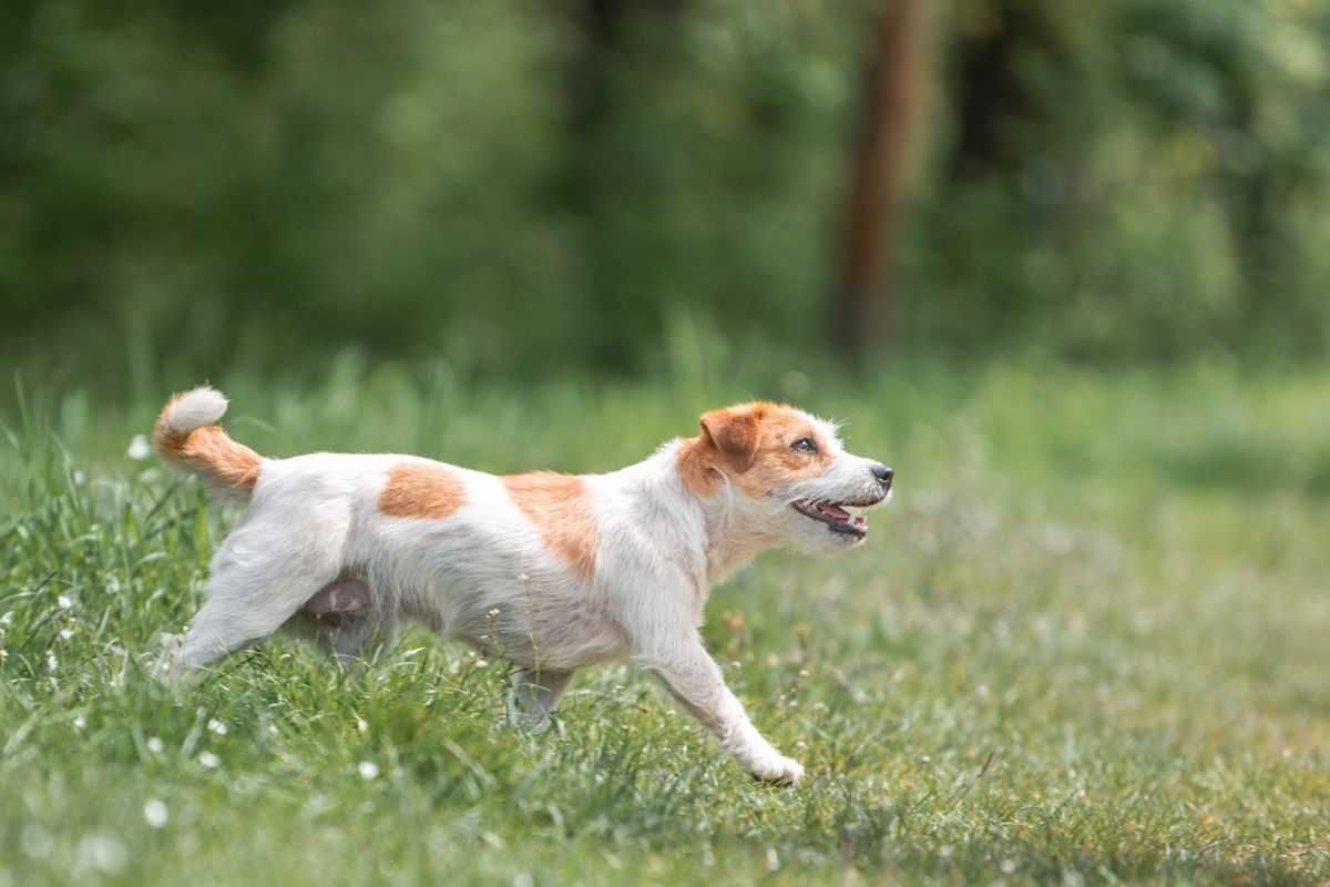 Roczna suczka Jack Russel Terrier, po wystawowych rodzicach ZKwP FCI