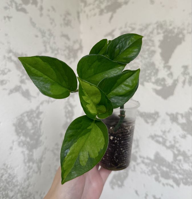 Сциндапсус епіпремнум Global Green