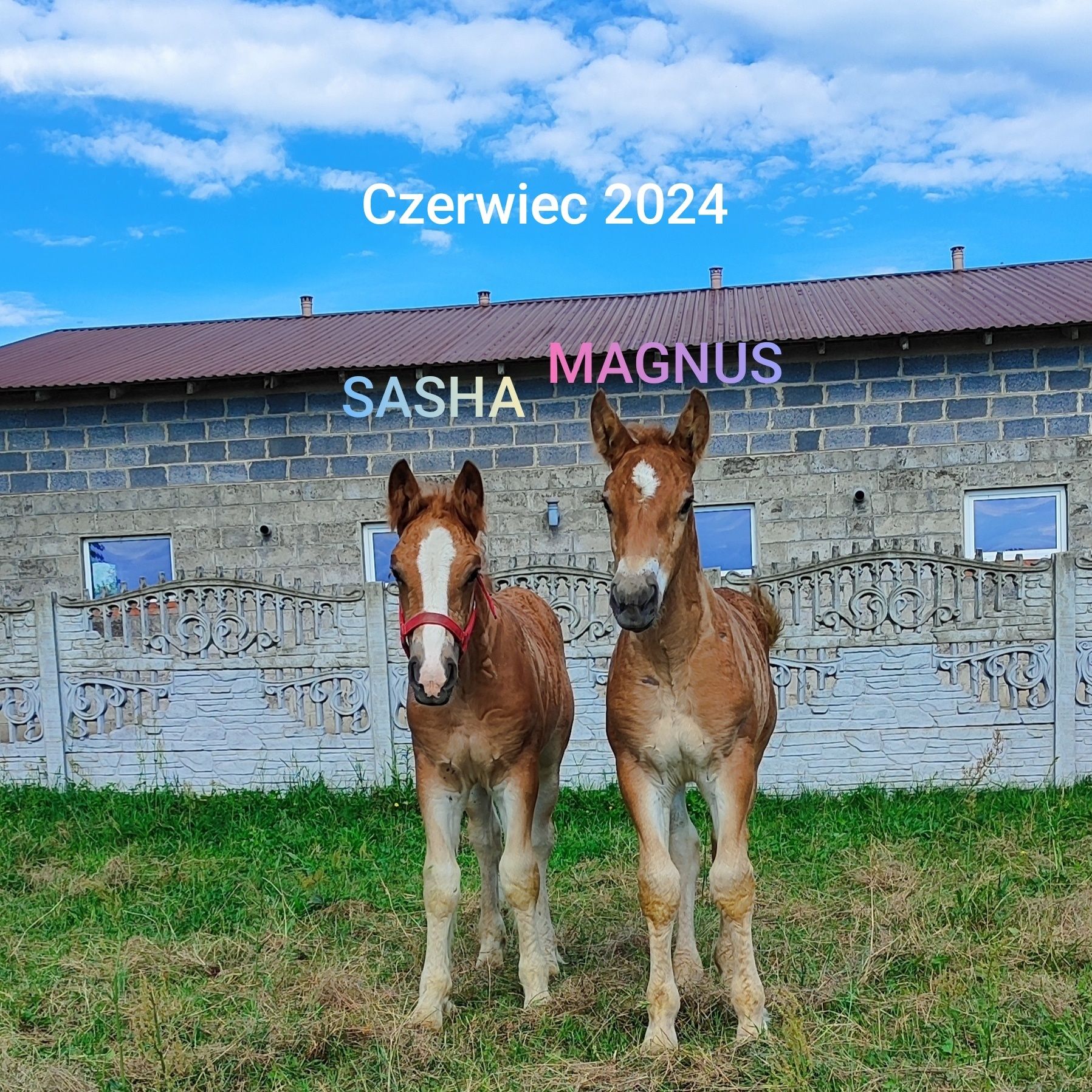 Ogierki Zimnokrwiste Sztumy