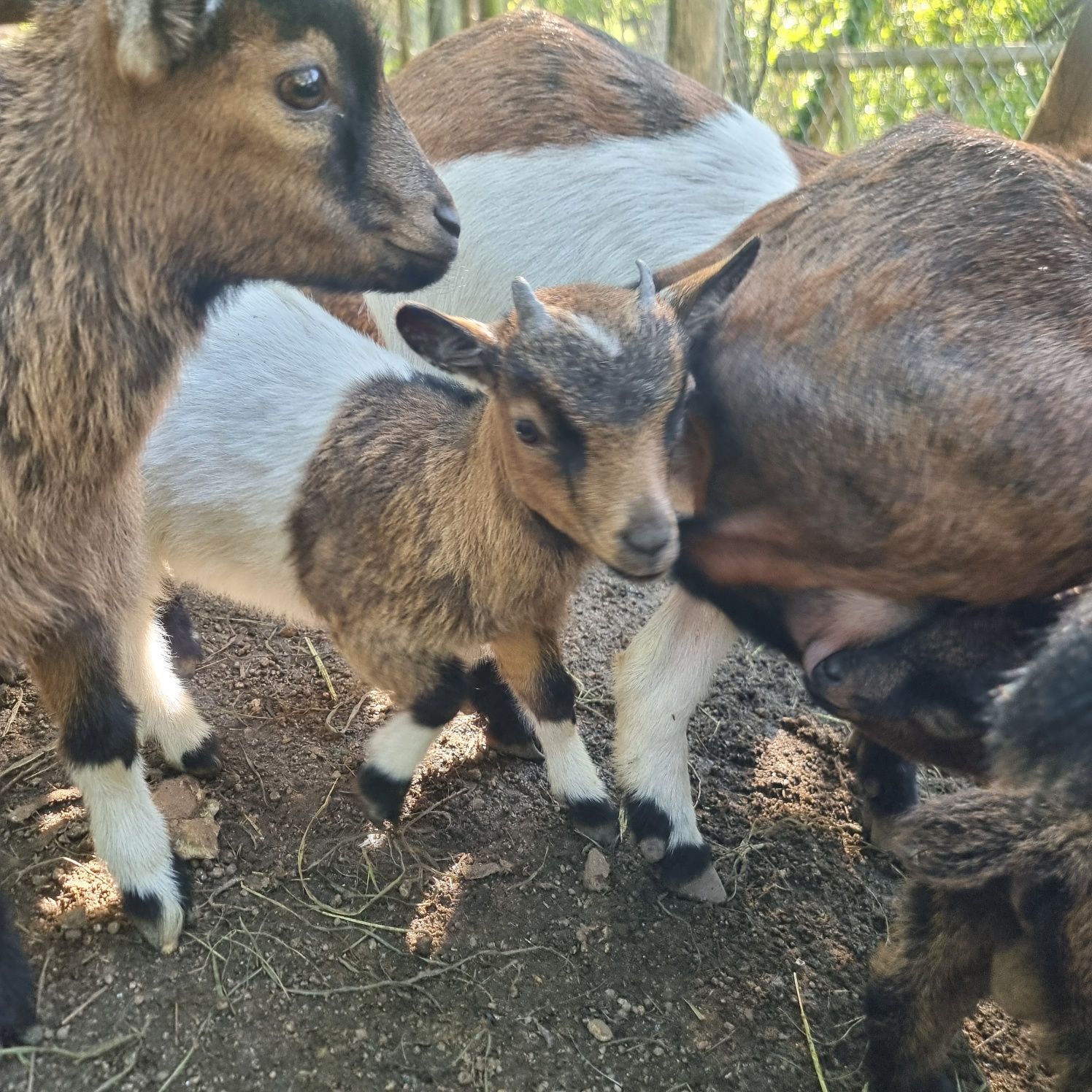 Casal de cabras anas  com filhote. 80 euros cada um.