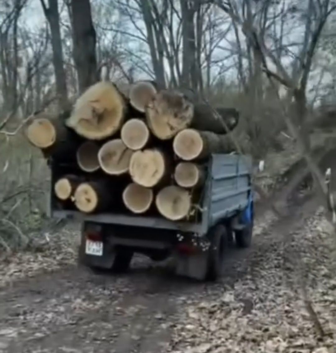 УЛОЖЕННЫЕ колотые дубовые дрова..