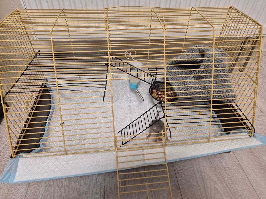 Бесплатно Крыса полтора месяца с клеткой, кормом, наполнителем