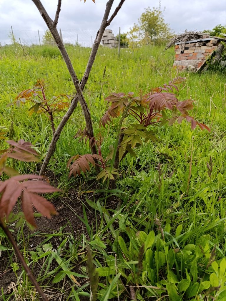 Сумах, оцтове дерево, оленерогий