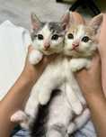Котики, котик, кошеня, кошенятко, кошенята, прилаштування