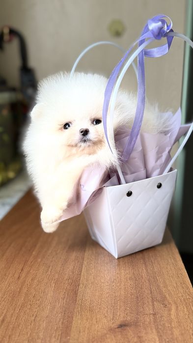 Крихітний малюк помчик