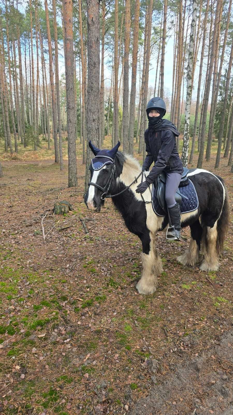 Koń Klacz pod siodło tinker  9 lat