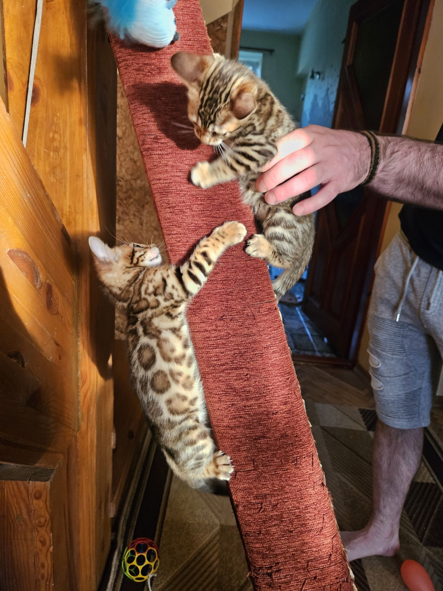 Бенгал/ бенгалці/ котики