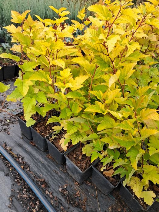 Продам садженці пухироплідника Red Baron.