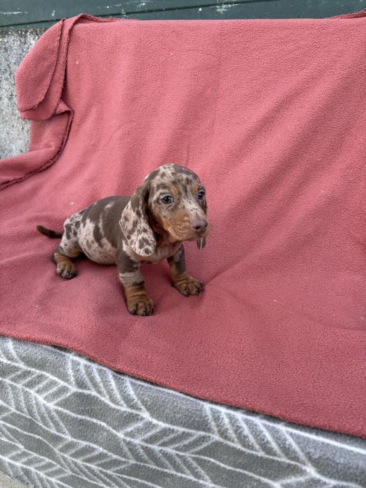 Teckel macho miniatura