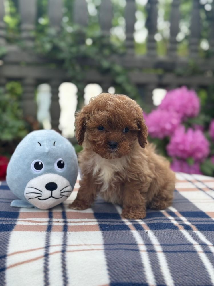 Cavapoo słodki piesek