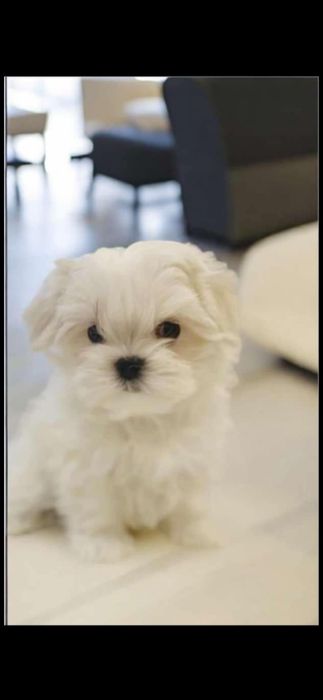 Maltańczyk piesek linia koreańska JUŻ GOTOWY DO ODBIORU