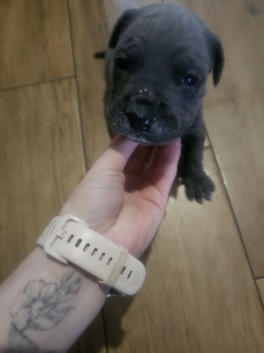 Sunia Cane Corso