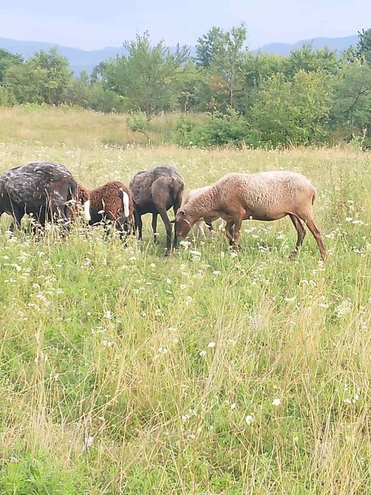 Продам вівці , барани