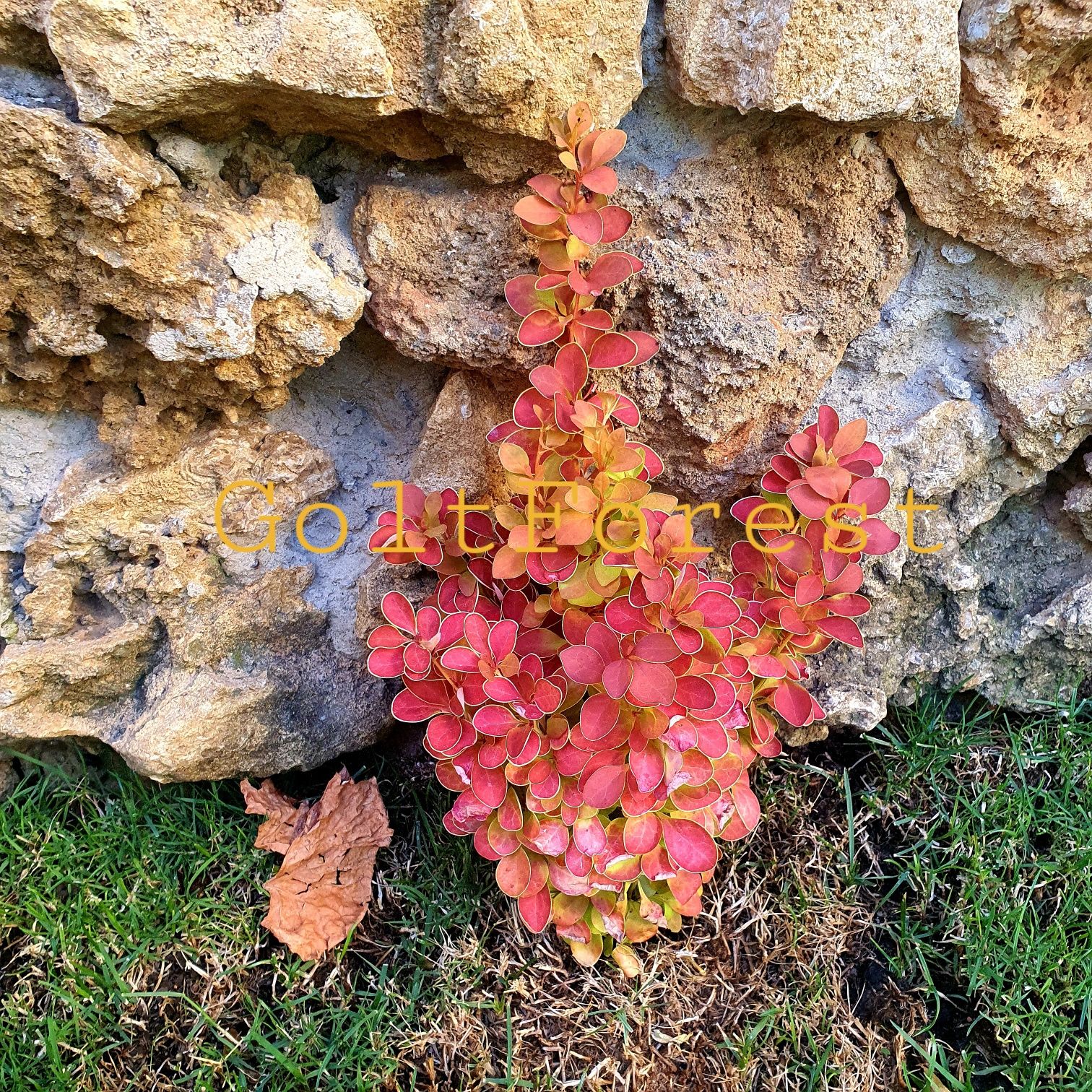 Барбарис Тунберга -Berberis thunbergii