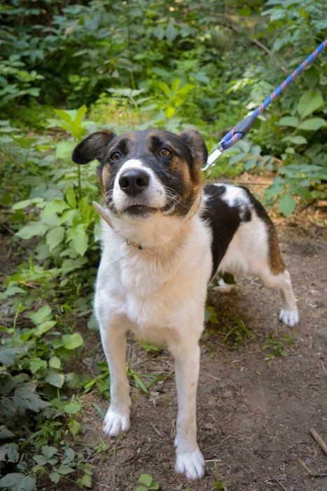 Beethoven szuka domu