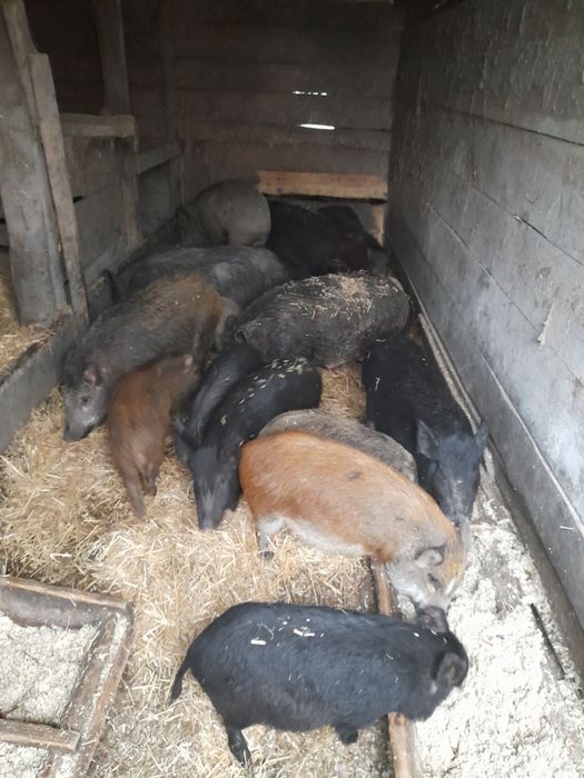 Терміново, продам свиней, поросят,бита вага.