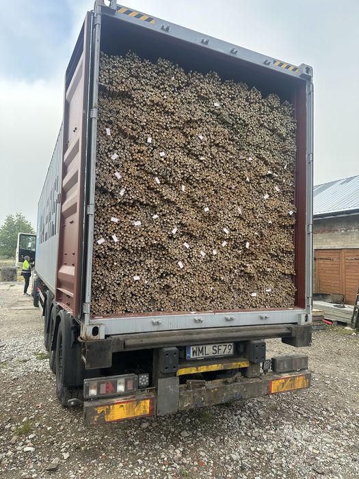 Tyczka Bambusowa Sadownicza 28/30 295. Szeroki wybór rozmiarów