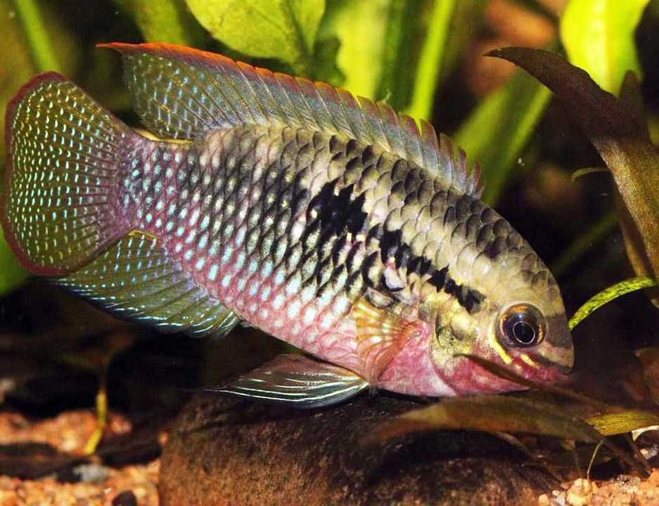 Akara wiśniowa - Akarka - Korumba - Laetacara dorsigera - dowóz