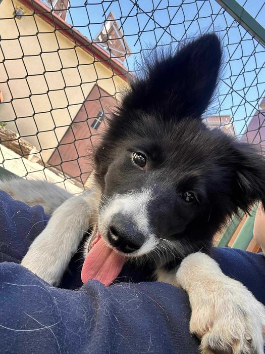 Piesek Border Collie ZKWP/FCI
