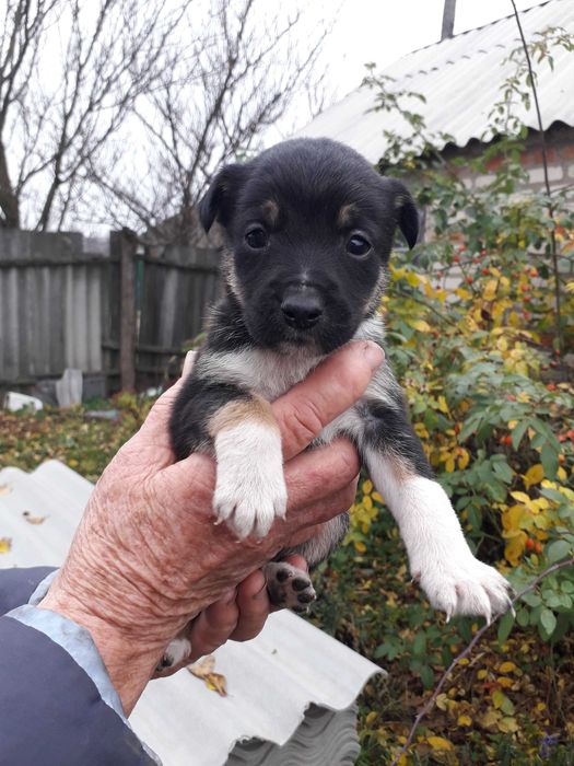 Отдам щенков Бордер-колли за символическое вознаграждение. (Метисы)