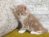 Maine coon kotka biszkoptowa