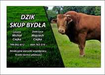Skup bydla  byki -jałówki-krowy