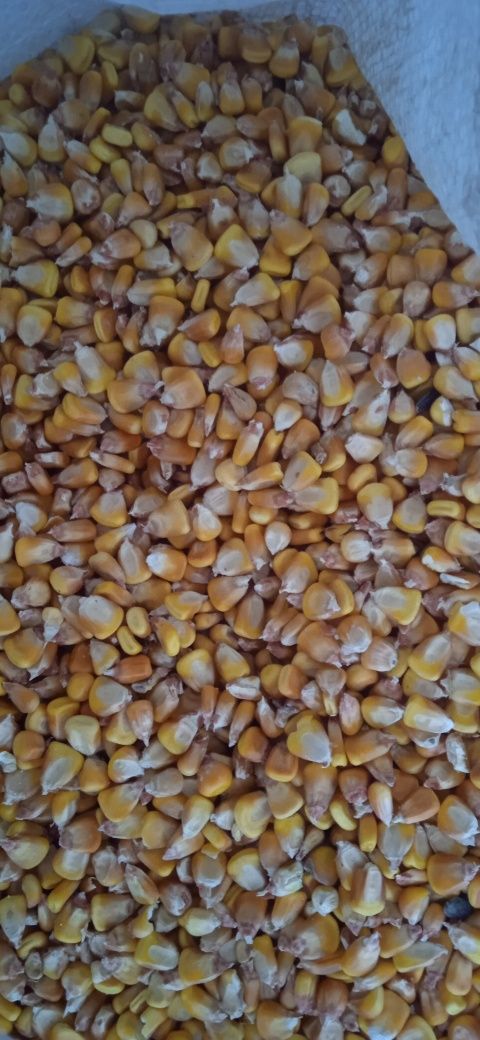 Ячмінь, Пшениця, Кукурудза, макуха соняшникова жарена