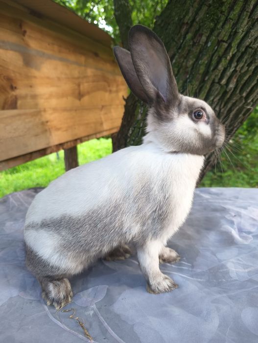 Кролики породи ,,саландер,,
