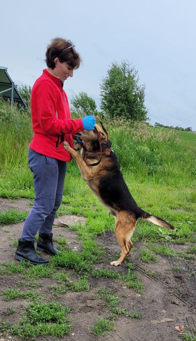 Beagle XXL szuka domu