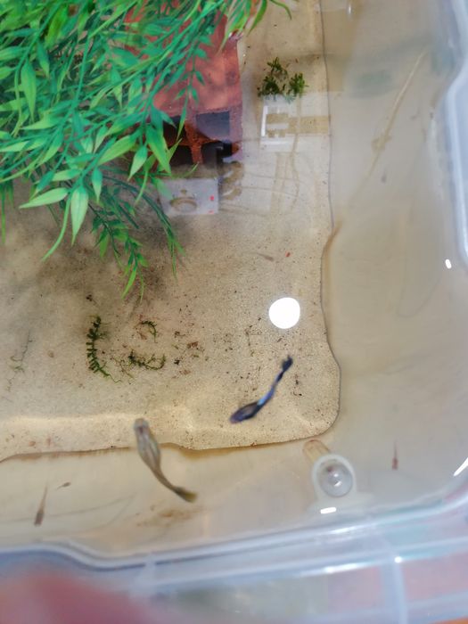 Guppys moscow blue a reproduzir