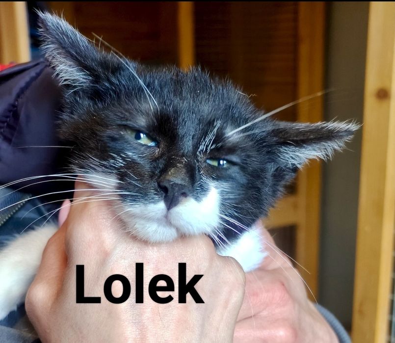 Błagam o szansę dla nich ...szukają domów ...