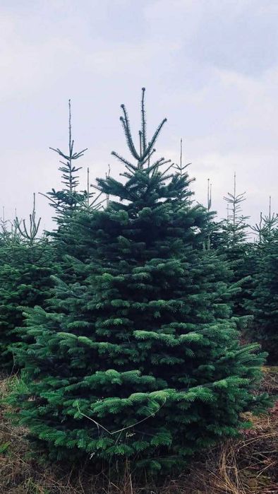 Jodła Kaukaska 2.00-2.50 swierki choinki