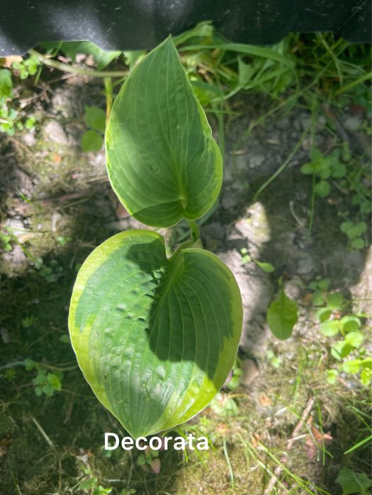 Набір хост сім  видів