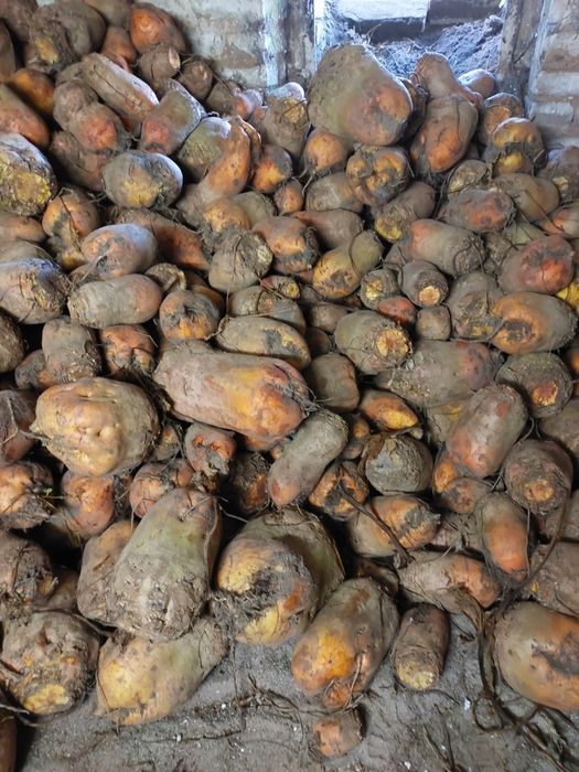 Buraki pastewne 80 zł za 100 kg