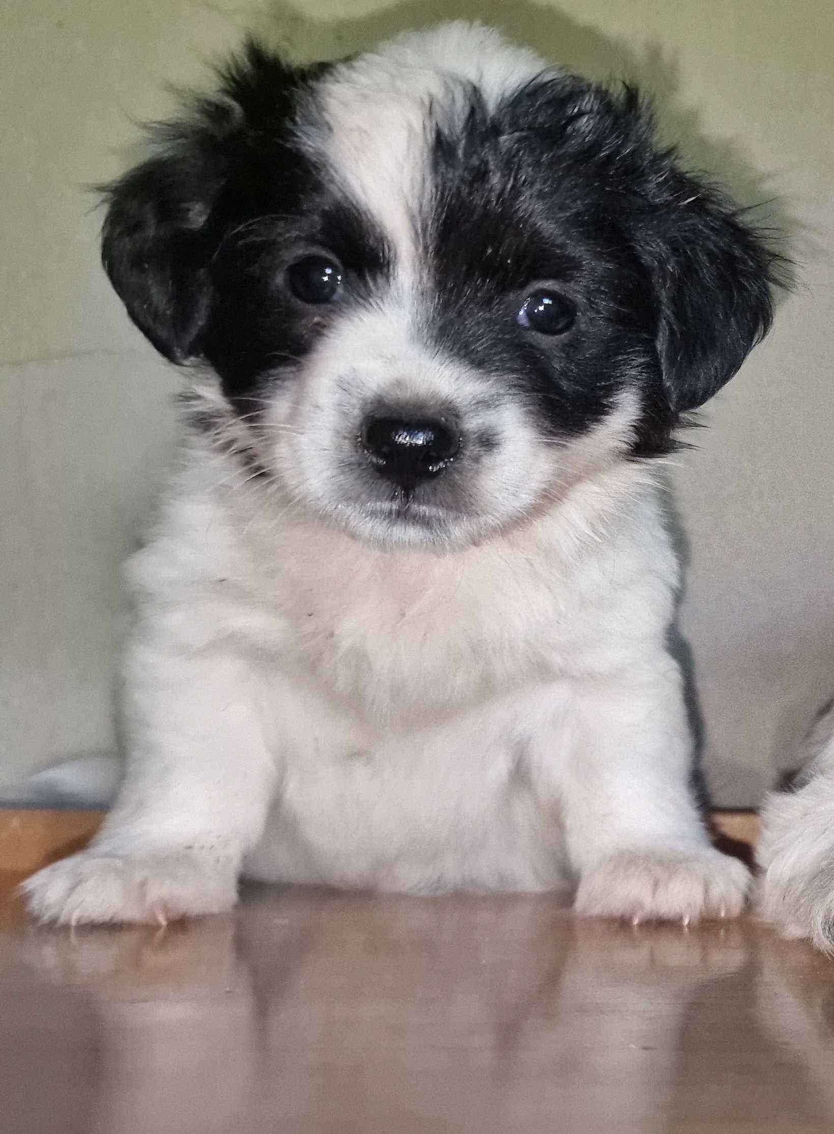 Cachorrinho de porte pequeno