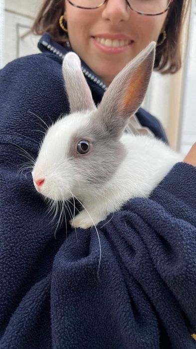 Coelho anão para adoção