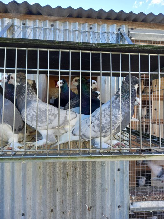 Gołębie saksońskie