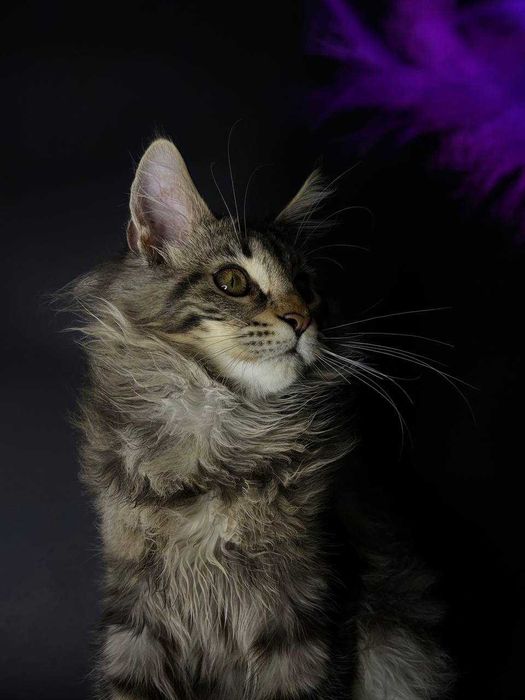 Мейн кун кішечка зі всіма документами WCF та щепленнями Доставка