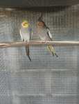 Casal  caturras reprodutor