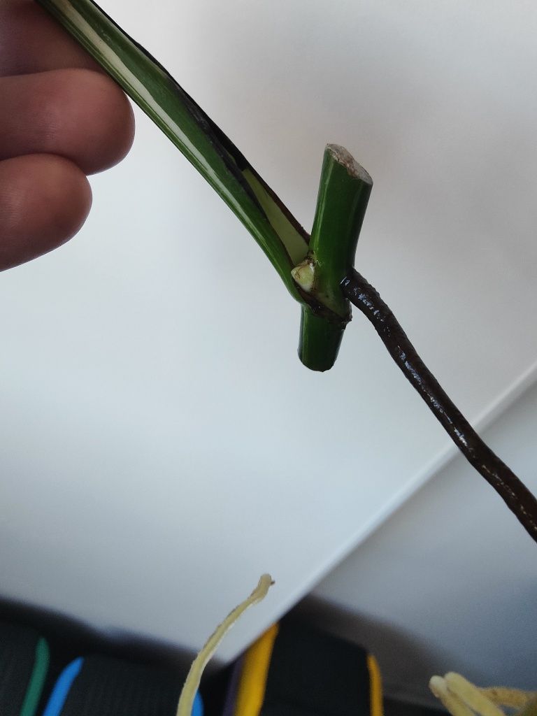 Vendo corte monstera albo variegata já com raiz e rebento..
Já te