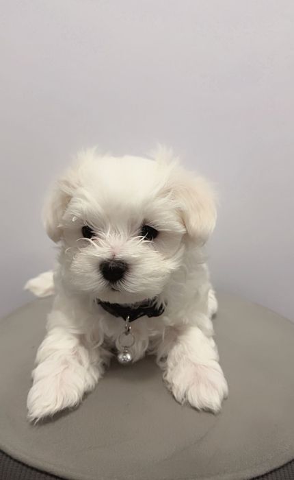 Maltańczyk  Szczeniak