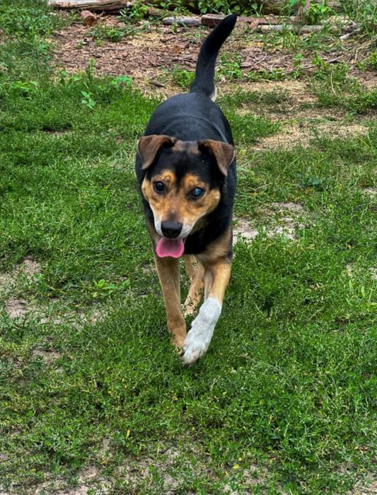 Kobiś szuka kochającego domku