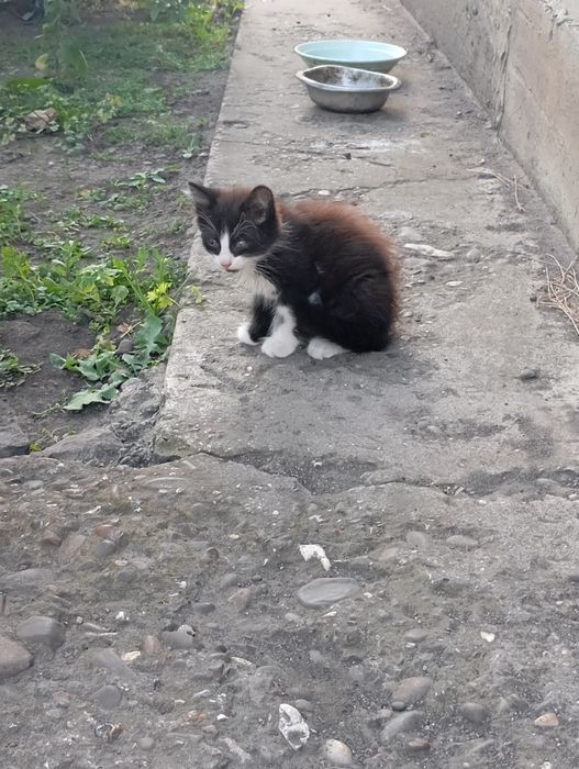 Покинуті кошенятка в добрі руки